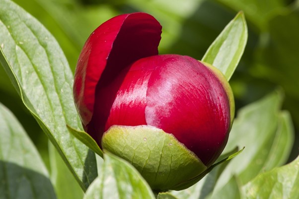 plantare bulbi de bujori